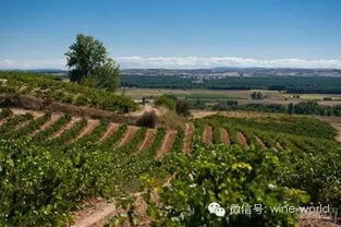 低調(diào)的大國 西班牙葡萄酒地圖