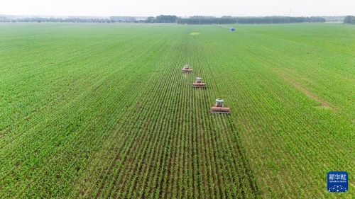 黑土地上的夏日農耕圖