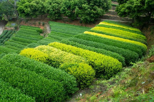首個(gè)國(guó)際茶日 坦洋茶谷春季茶旅入選 全國(guó)茶鄉(xiāng)旅游精品線路