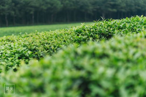 不是烏鎮(zhèn)西塘,在江西撫州還藏著爸爸去哪兒住過(guò)的古鎮(zhèn)