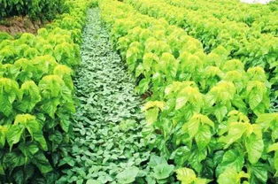 南昌,又將拿下全國第一,憑什么