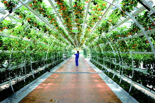 齊民要術地 中國食品谷