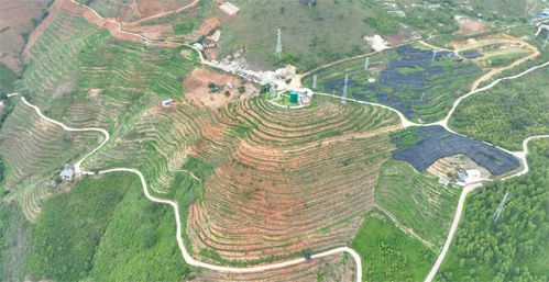 品怒江精品咖啡 享峽谷愜意生活