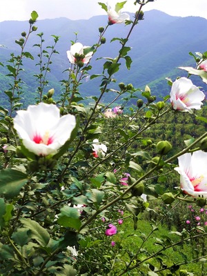 八月桂花遍地香,九月格桑開滿山