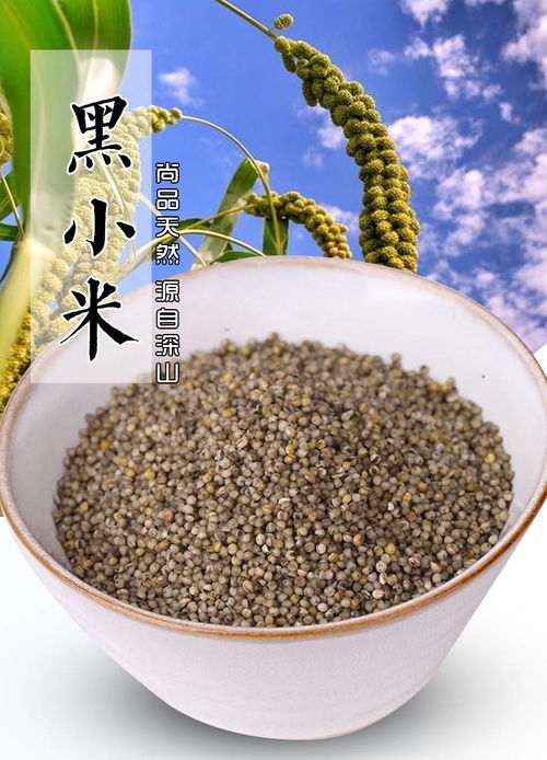 桃河谷綠色無公害富硒黑小米：山西特產(chǎn)的健康新選擇