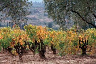 來自世界的新春有機(jī)問候 正谷進(jìn)口食品卡亮相進(jìn)博會(huì)金沙谷